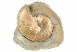 Two Fossil Ammonites (Hoploscaphites & Jeletzkytes) - South Dakota #189354-1